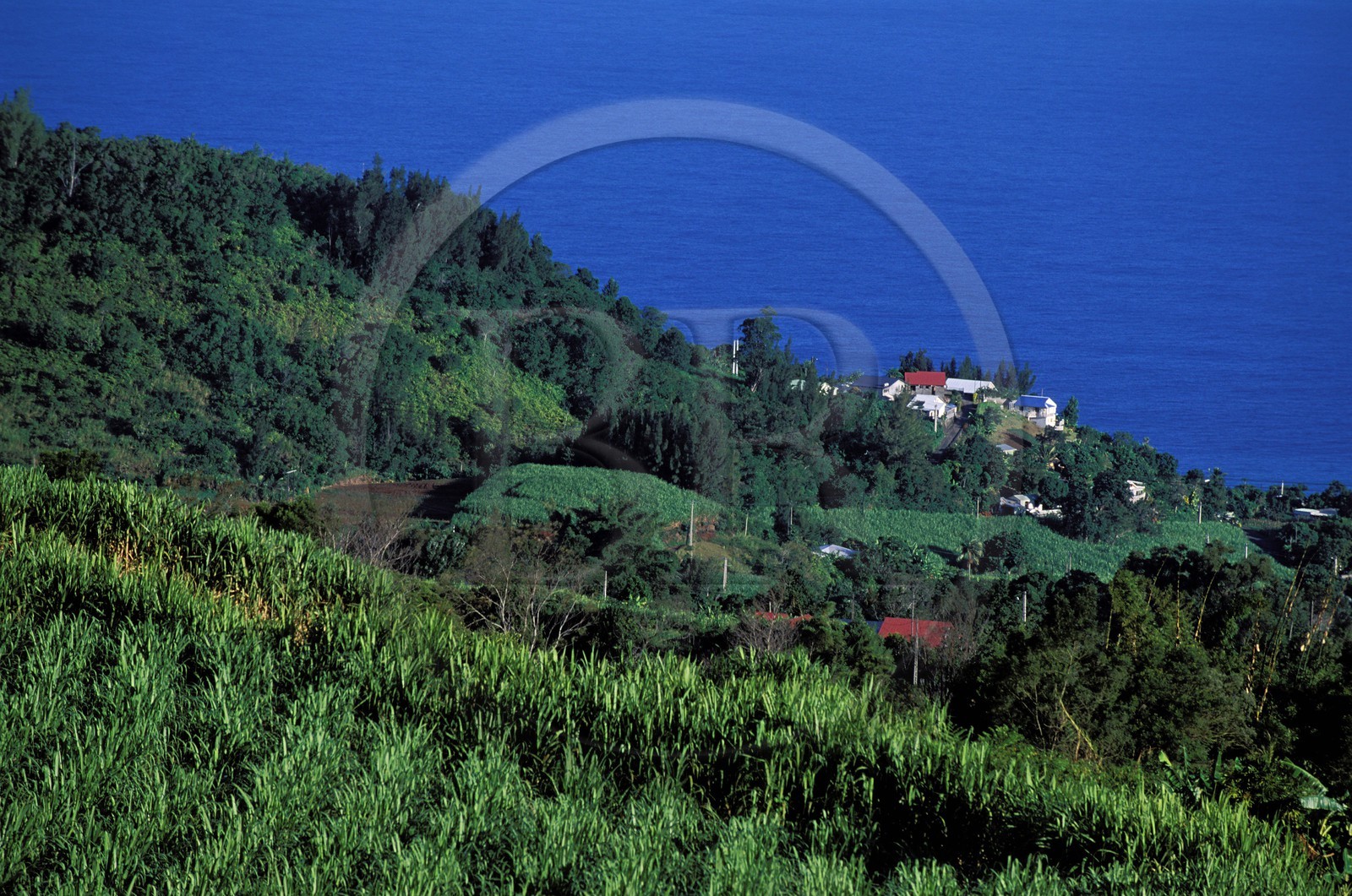 France, île de la Réunion, champs de canne à sucre sur les hauteurs de Petite île (sud sauvage)