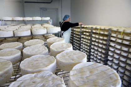 France, Orne, Pays d'Auge, village of Camembert, the Héronnière Farm, AOC unpasteurized milk farm-made Camembert, ripening and refinement of the cheese