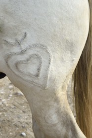 France, Bouches du Rhone, Parc naturel regional de Camargue (Regional Natural Park of Camargue), manade Jacques Mailhan, livestock branding