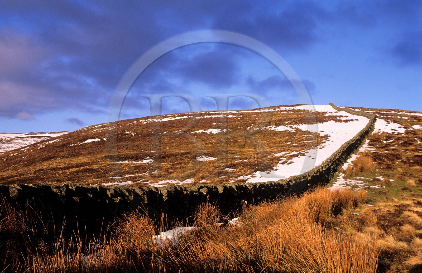 Royaume-Uni, Ecosse, région des Borders, Selkirkshire, Ettrickbridge, mur de pierres sèches sur la colline