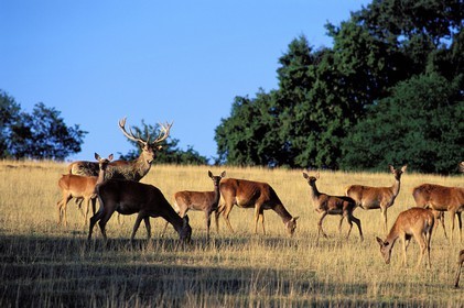 France, Gers, deer and doe breading in Le Houga