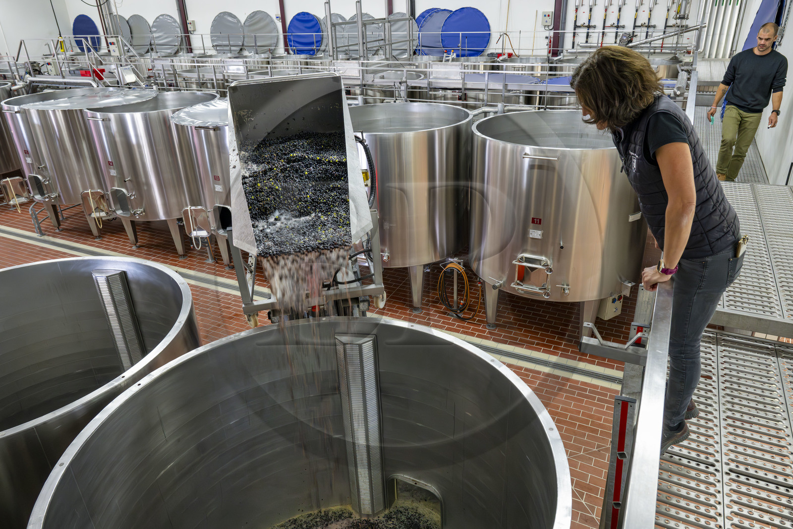 France, Côte-d'Or (21), les climats de Bourgogne classés Patrimoine Mondial de l'UNESCO, Beaune, Cuverie des Hospices de Beaune, mise en cuves thermorégulées du raisin après le tri et l'éraflage sous le controle actif de la régisseur et vinificatrice des Hospices de Beaune Ludivine Griveau