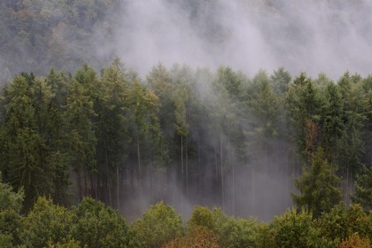 France, Bas-Rhin (67), Lembach, la forêt vosgienne sous la pluie vers le château de Fleckenstein
