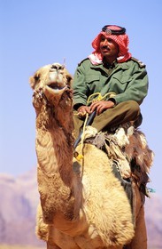 Jordan, Wadi Rum, patrol of Camel Corp or police of the desert on their dromedaries