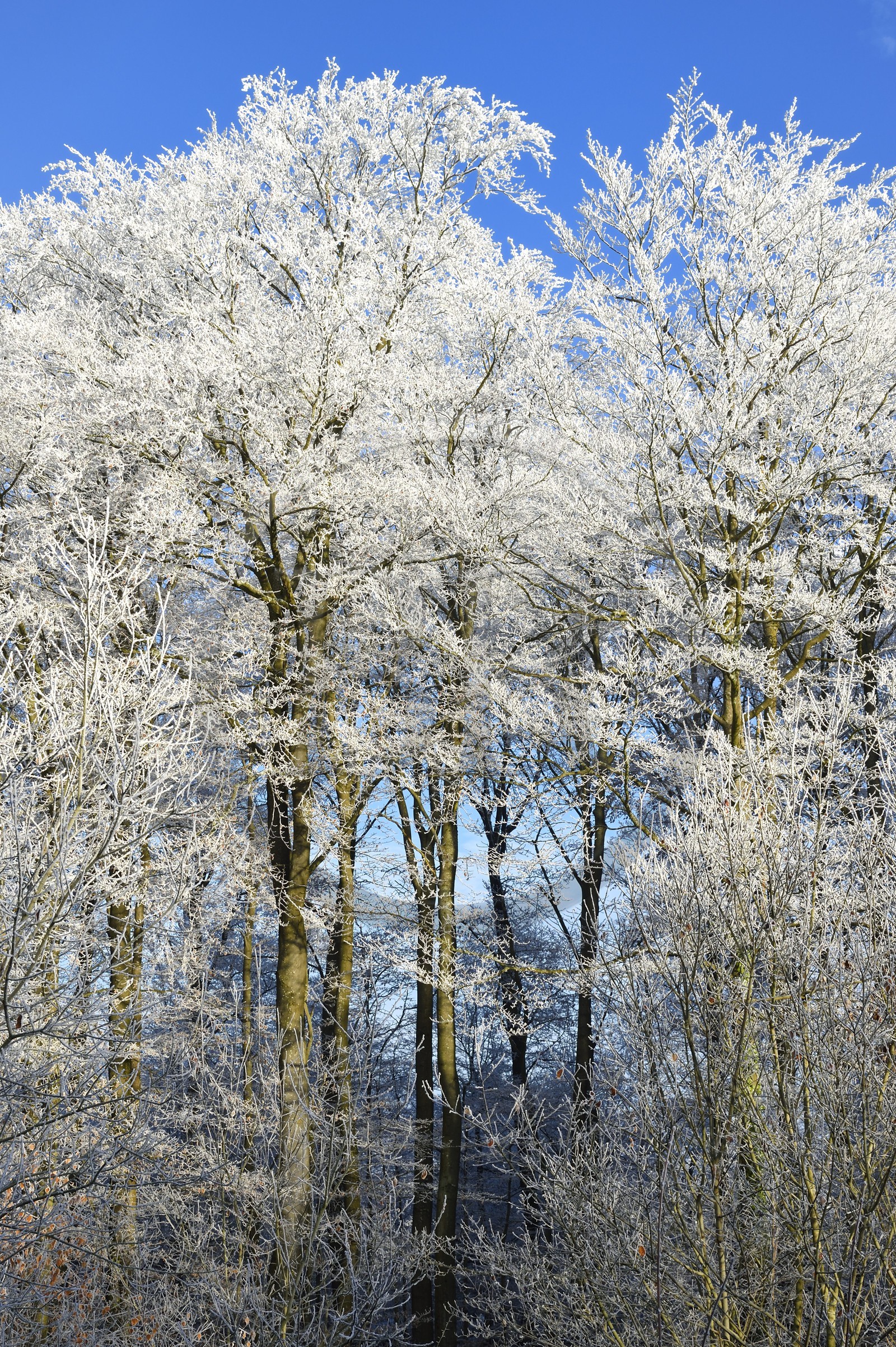 France, Bas-Rhin (67), région de Saverne, arbres givés