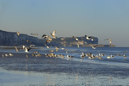 France, Seine-Maritime, Veules-les-Roses, seagulls on the beach and the cliffs at dawn