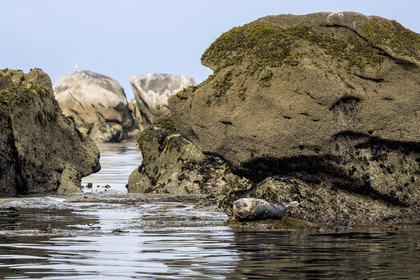France, Finistère, Penmarch, Étocs archipelago, gray seal (halichoerus grypus)