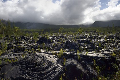 France, Ile de la Reunion, volcan du Piton de la Fournaise, classé Patrimoine Mondial de l'UNESCO, le Grand-Brûlé, coulée de lave récente au pied du volcan