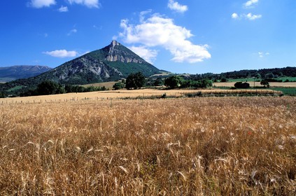 France, Hautes-Alpes (05), Pays du Buëch, un champ de blé et la montagne Risou près de Saint-André-de-Rosans