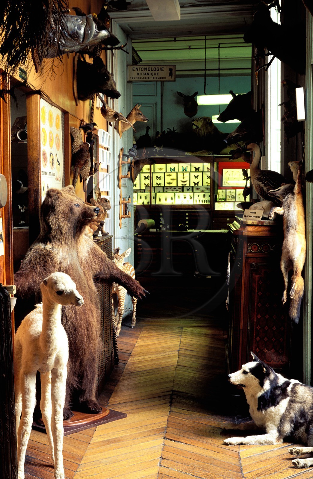 France, Paris (75), Maisaon Deyrolle (taxidermiste) rue du Bac