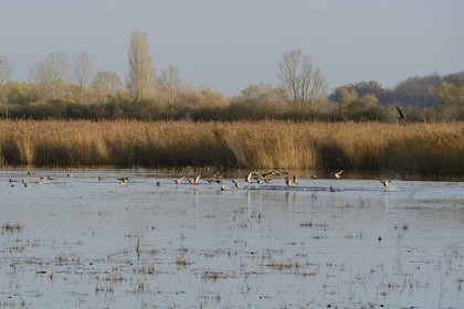 France, Indre, Berry, Parc Naturel Regional de la Brenne (Natural Regional Park of La Brenne), La Touche pond, flight of ducks at the approach of a harrier (circus)