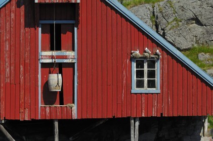 Norway, Nordland County, Lofoten Islands, Moskenes island, rorbuer (fishermen's huts) at the village of A (Å) and sea gull nests