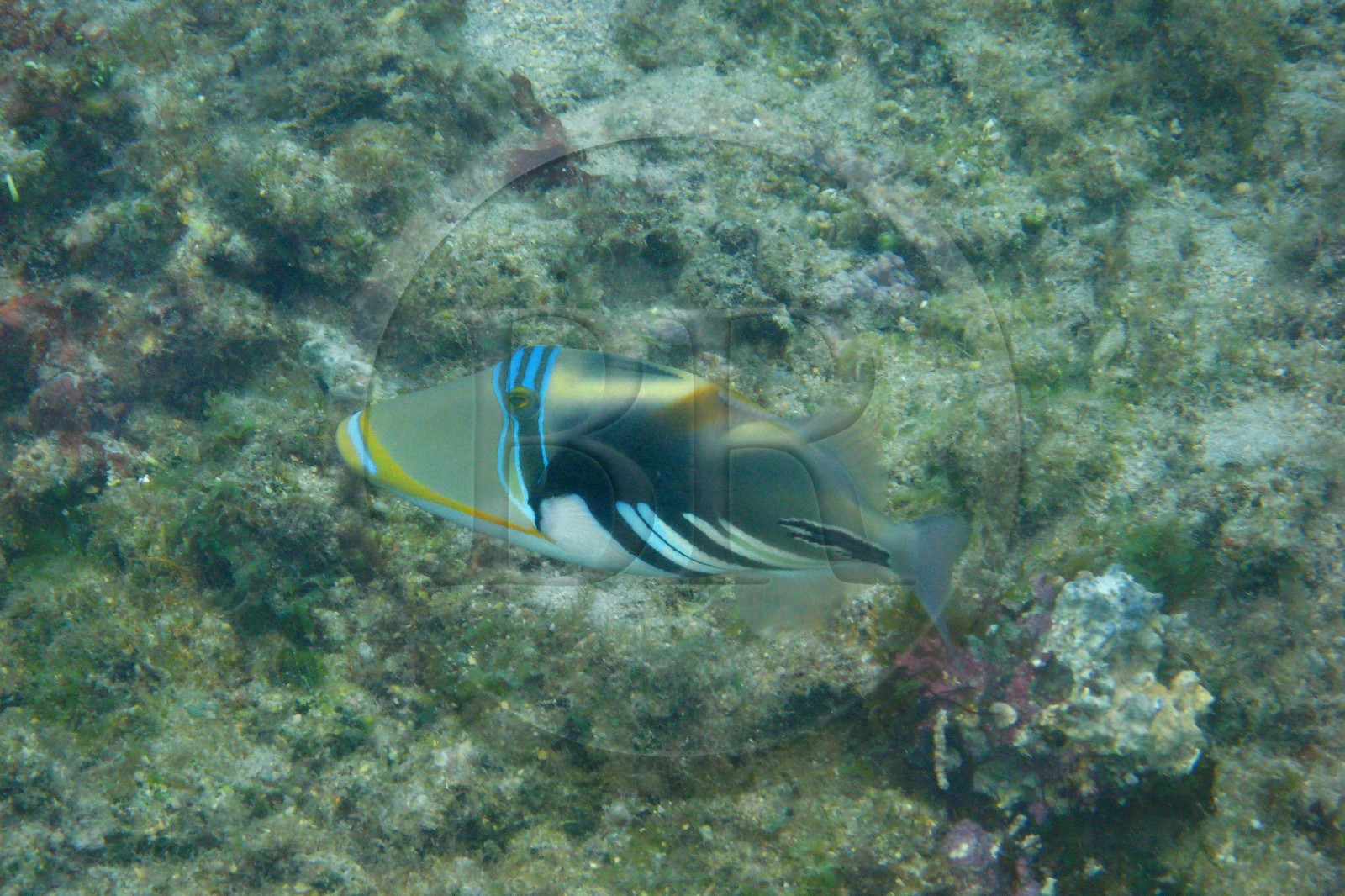 France, île de la Réunion, le récif corallien du lagon de la plage de Saint-Gilles et de l'Ermitage (vue sous-marine)