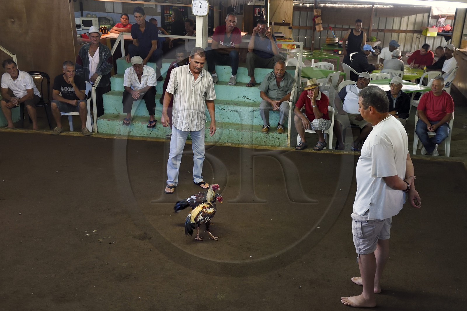 France, Ile de la Reunion, Petit Tampon, combat de coqs dans le Rond de Coq