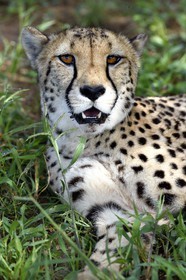 Namibie, Otjiwarongo, Cheetah Conservation Fund, centre de recherche et d'éducation, guépard (Acinonyx jubatus)