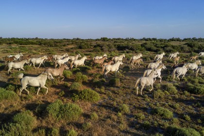 France, Bouches du Rhone, Parc naturel regional de Camargue (Regional Natural Park of Camargue), around Malagroy pond, manade Jacques Mailhan, Camargue horses (aerial view)