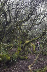 France, Ile de la Reunion, Le Tampon, forêt de Notre-Dame de la Paix en bordure de la Riviere des Remparts sur les pentes du volcan du Piton de la Fournaise