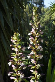 France, Var, Le Rayol Canadel sur Mer, Domaine du Rayol, Conservatoire du Littoral Estate compulsory mention, Jardin des Mediterranees designed by landscaper Gilles Clément, Acanthus