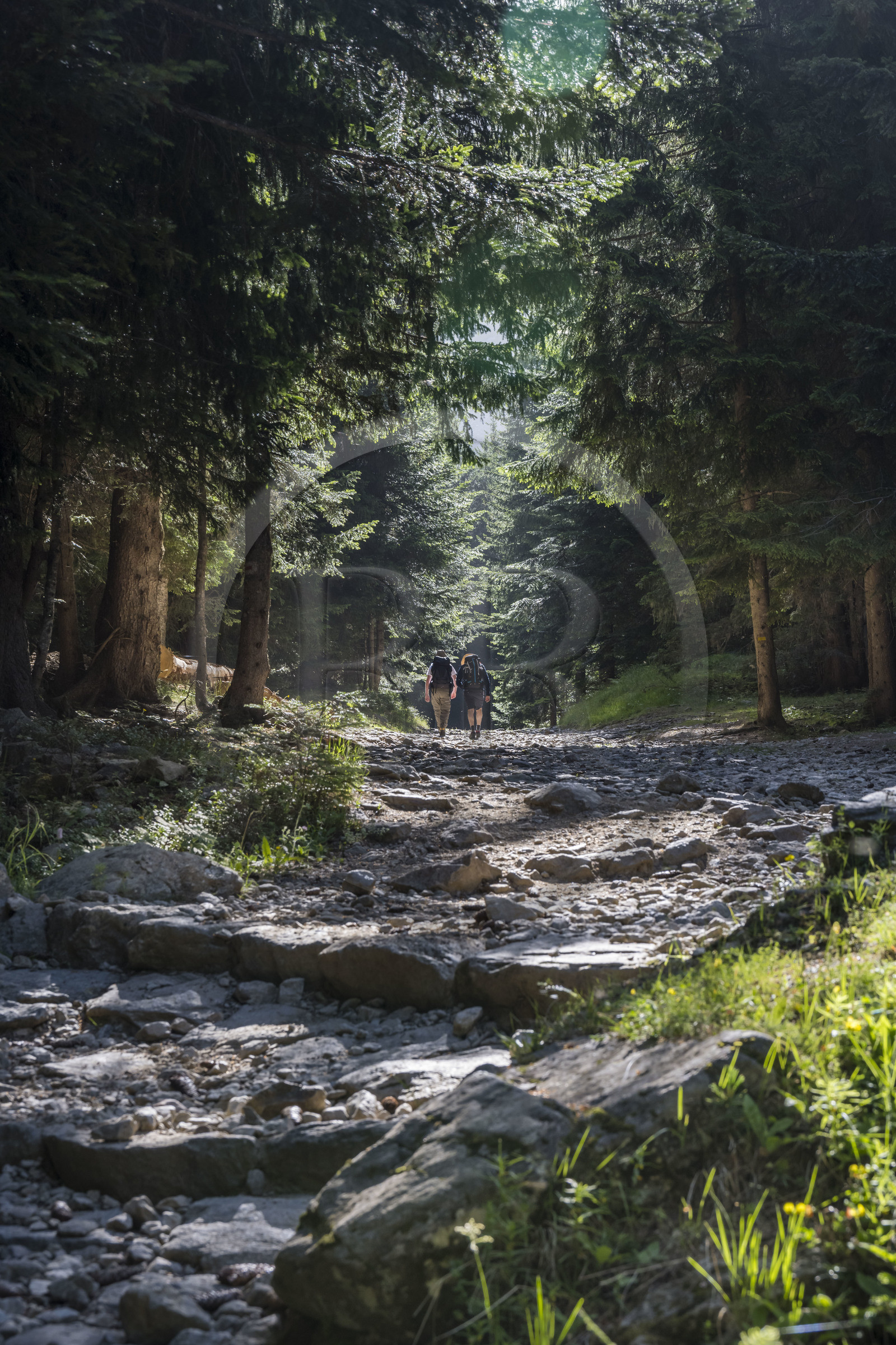 France, Alpes-Maritimes (06), parc national du Mercantour, Haute-Vésubie, Saint-Martin-Vésubie, Val du Haut Boréon, randonnée sur le GR 52 vers le refuge de Cougourde
