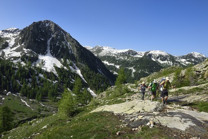 France, Alpes-Maritimes, parc national du Mercantour ( Mercantour national park), Haute-Vesubie, trek in the Madone de Fenestre valley