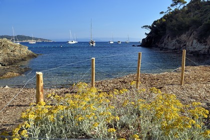 France, Var (83), Iles d'Hyères, parc national de Port Cros, Ile de Port-Cros, banquette de posidonies laissée volontairement sur la plage