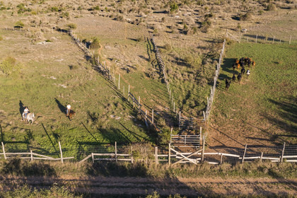 France, Herault, the Causses and the Cevennes, Mediterranean agro pastoral cultural landscape, listed as World Heritage by UNESCO, La Vacquerie et Saint Martin de Castries, the Mas de Cisco ranch, Julian and his brother Charlie Amposta bring their herd of cows back to the paddock (aerial view)
