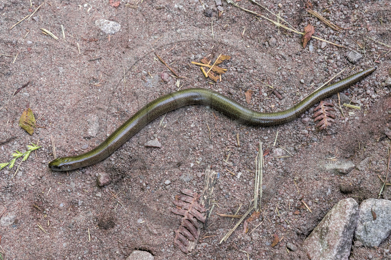 France, Côtes d'Armor (22), Grand Site de France Cap d'Erquy – Cap Fréhel, Erquy, orvet commun (Anguis fragilis)