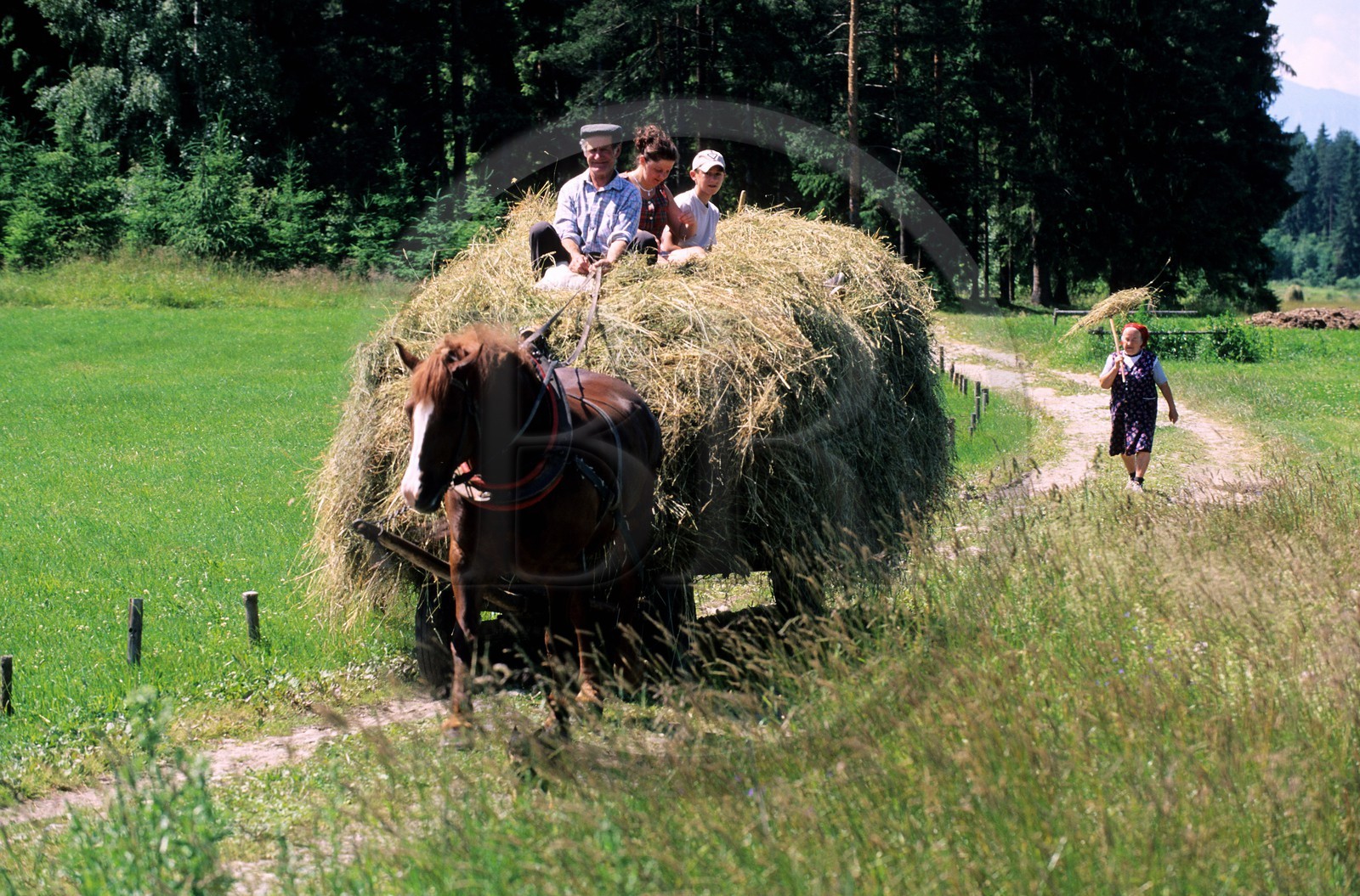 Poland, Lesser Poland, farmers coming back from making hay on their wagon around Debno