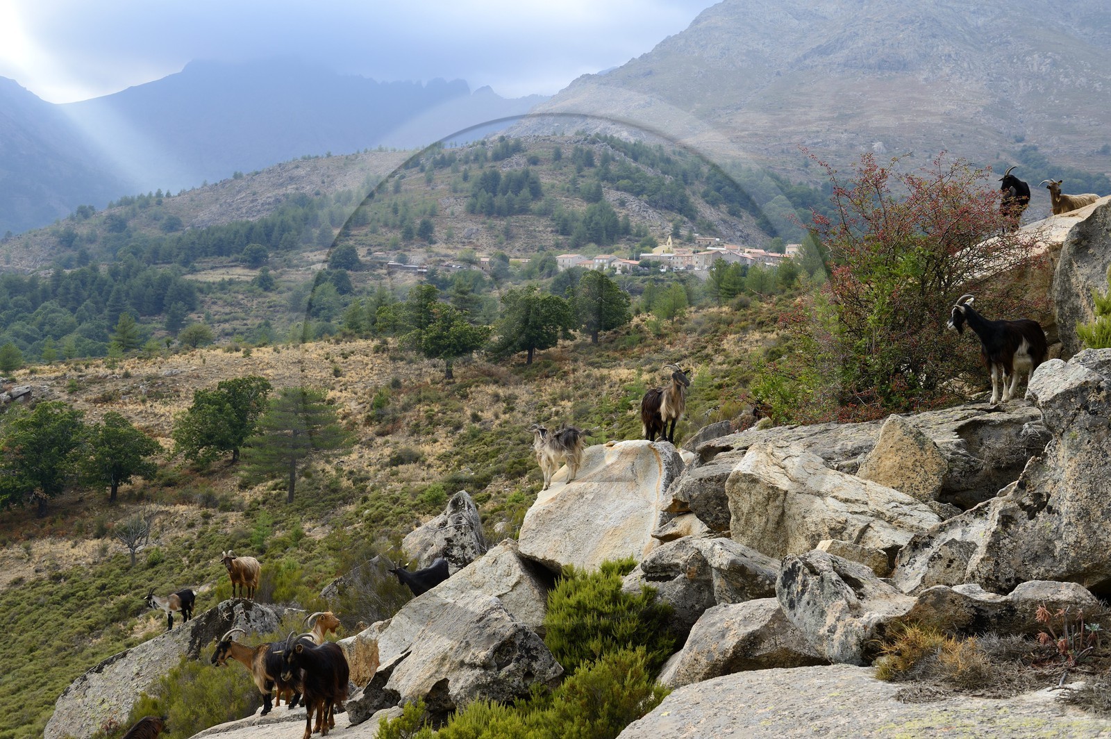 France, Haute-Corse (2B), région du Niolu (Niolo), troupeaux de chèvres devant Calasima plus haut village de Corse (1 095m)