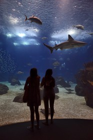 Portugal, Lisbonne, Parque das Nações (Parc des nations) construit pour l'exposition universelle de 1998, Oceanário (Oceanarium), aquarium