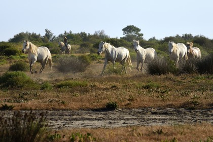 France, Bouches du Rhone, Parc naturel regional de Camargue (Regional Natural Park of Camargue), around Malagroy pond, manade Jacques Mailhan, Camargue horses