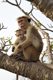 Sri Lanka, Central Province, Matale District, Dambulla, Royal Rock Temple also called Ran Giri (Golden Rock), Toque macaque (Macaca sinica) and its whelp