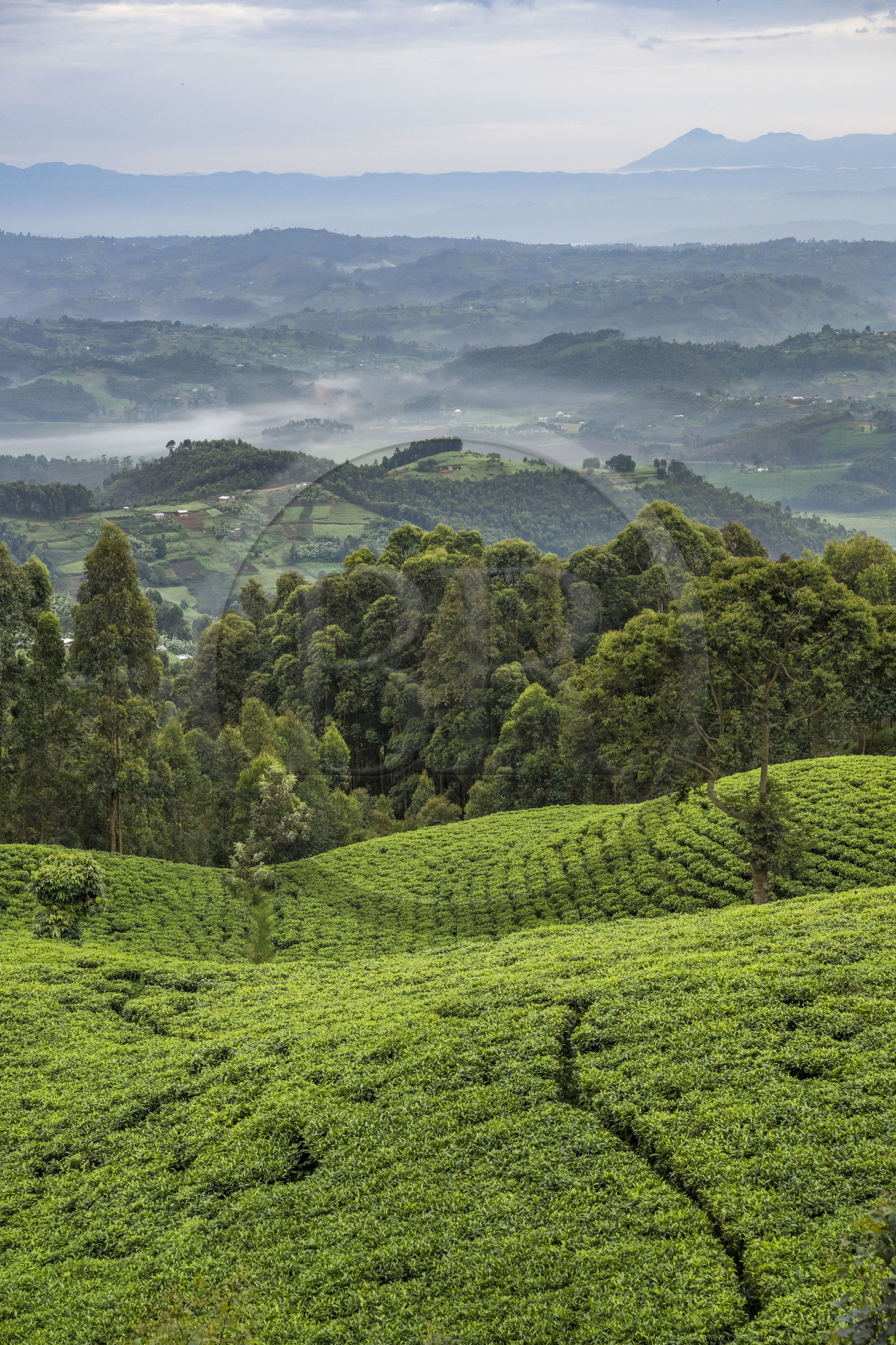 Rwanda, Province de l’Ouest, Gisakura, plantation de thé, en arrière plan les montagnes du Kahuzi-Biega dans la République démocratique du Congo