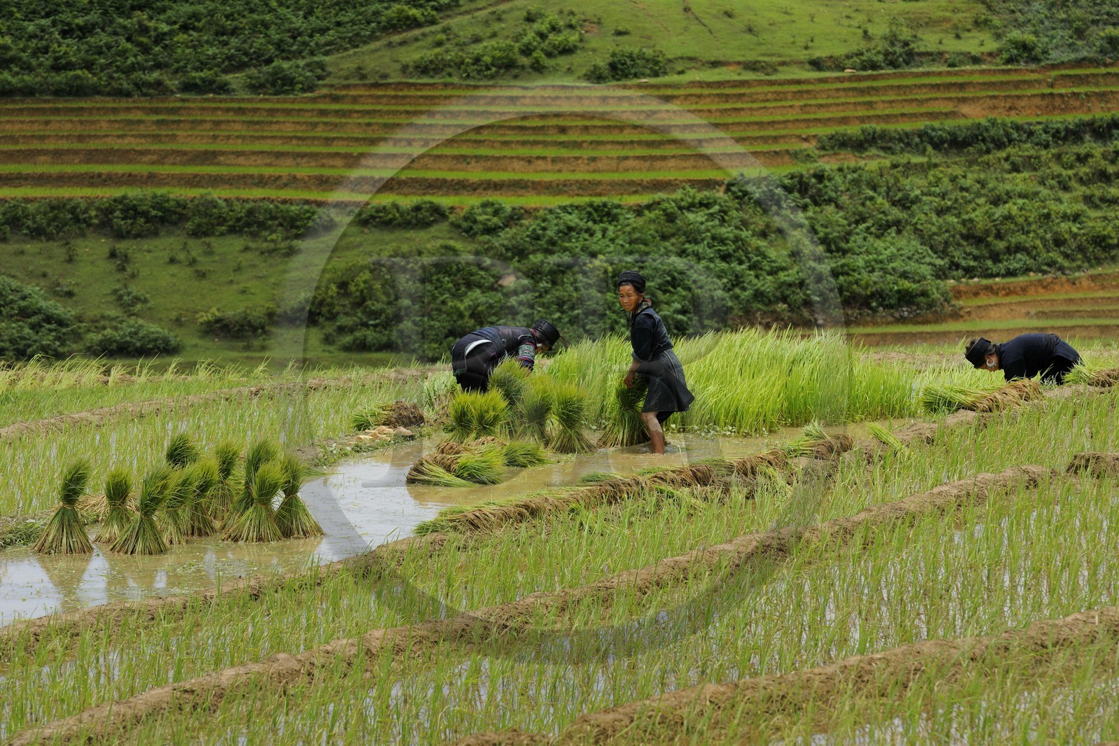 Vietnam, province de Lao Cai, région de Sapa, vallée de Ta Phin, culture de rizières en terrasses, femmes de la minorité Hmong Noir effectuant le repiquage du riz Vietnam, province de Lao Cai, région de Sapa, vallée de Ta Phin, culture de rizières en terrasses, femmes de la minorité Hmong Noir effectuant le repiquage du riz