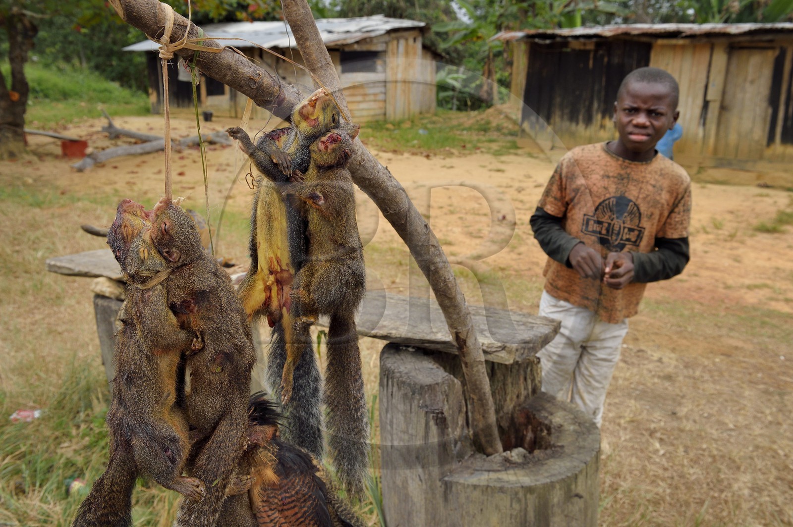 Gabon, Moyen-Ogooue Province, Bifoun,  sale of squirrels to eat Gabon, Moyen-Ogooue Province, Bifoun,  sale of squirrels to eat