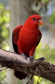Portugal, Lisbonne, Jardin zoologique, Lori écarlate (Eos bornea) dans la volière