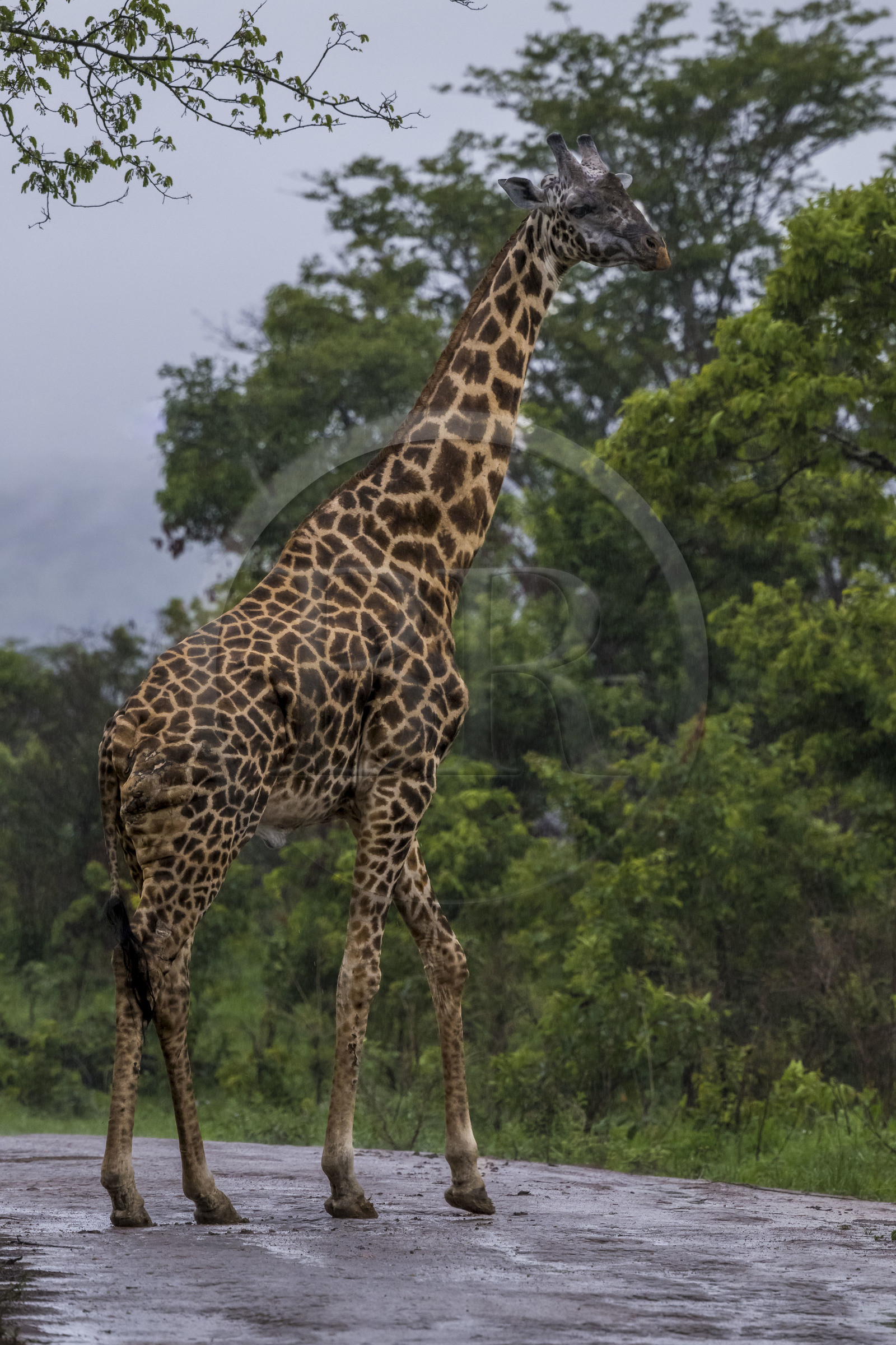 Rwanda, Parc national de l'Akagera, girafe (Giraffa camelopardalis)