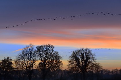France, Indre, Berry, Parc Naturel Regional de la Brenne (Natural Regional Park of La Brenne), Rosnay, Red Sea pond (etang de la Mer Rouge), Common Crane (Grus grus), flight at sunset