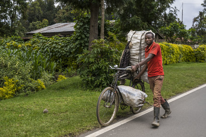 Rwanda, Province du Nord, Musanze (anciennement nommée Ruhengeri), transport de charbon de bois sur une bicyclette sur la route de Ruhengeri, les bicyclettes sont le principal moyen de transport local