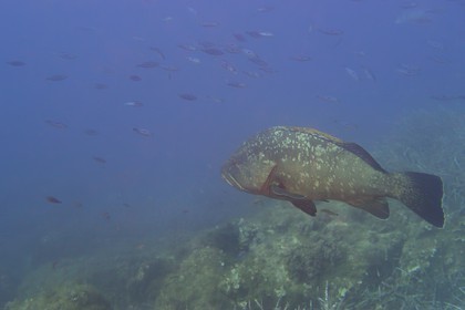 France, Var (83), Iles d'Hyères, parc national de Port Cros, Ile de Port-Cros, mérou vers l'Ilot de la Gabinière
