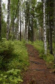 Sweden, Vasterbotten County, Umea region, birch forest at Tallberg