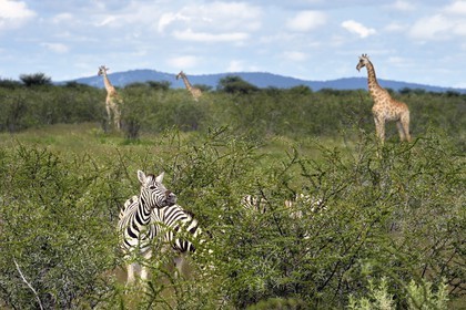 Namibia, Oshikoto region, Etosha National Park, Burchell's zebras (Equus burchellii) and giraffes (Giraffa camelopardalis)