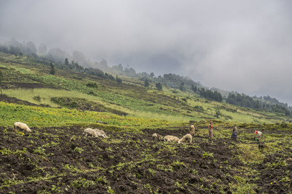 Rwanda, Province du Nord, District de Musanze (Ruhengeri), culture des champs sur les pentes volcaniques du mont Karisimbi dans les montagnes des Virunga en bordure du Parc national des Volcans (en arrière plan) où vivent les gorilles