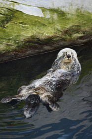 Portugal, Lisbonne, Parque das Nações (Parc des nations) construit pour l'exposition universelle de 1998, Oceanário (Oceanarium), loutre de mer (Enhydra lutris)