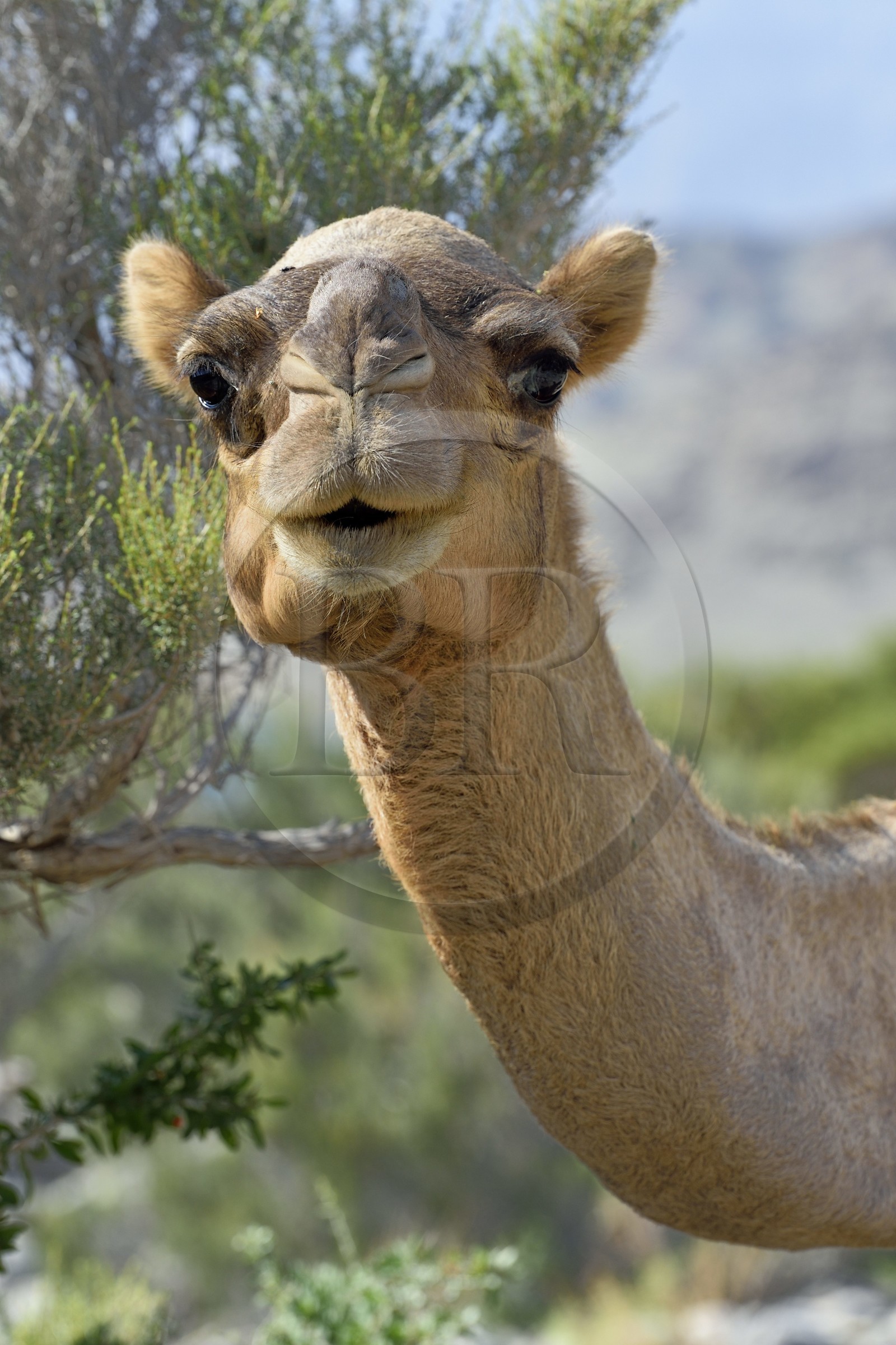 Sultanat d'Oman, gouvernorat de Al-Batina du Sud, Hajar occidental, Wadi Mistall, village de Ghubrah, dromadaire