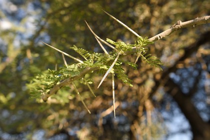 Namibia, Khomas region, north of Windhoek, Okapuka Ranch, acacia branch