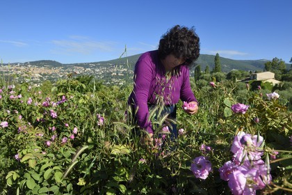 France, Alpes-Maritimes, Grasse, Centifolia rose picking in the horticulturist Constant Viale flower field by the Gypsy Nini Lafleur (purple vest)