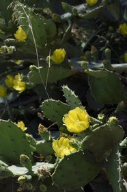 France, Bouches du Rhone, Marseille, National Park of the Calanques, Calanque de Sormiou, Calanque de Sormiou (cove),  barbary fig (Opuntia ficus-indica) flower