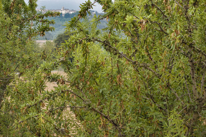 France, Vaucluse, Venasque, almond cultivation by the Silvain Brothers, nougat farmers, almond field (aerial view)