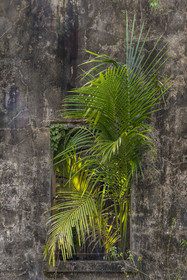 France, French Guiana, Kourou, Salvation Islands (Iles du Salut), Saint Joseph Island, ruin of the penal colony dedicated to the seclusion of the most difficult prisoners
